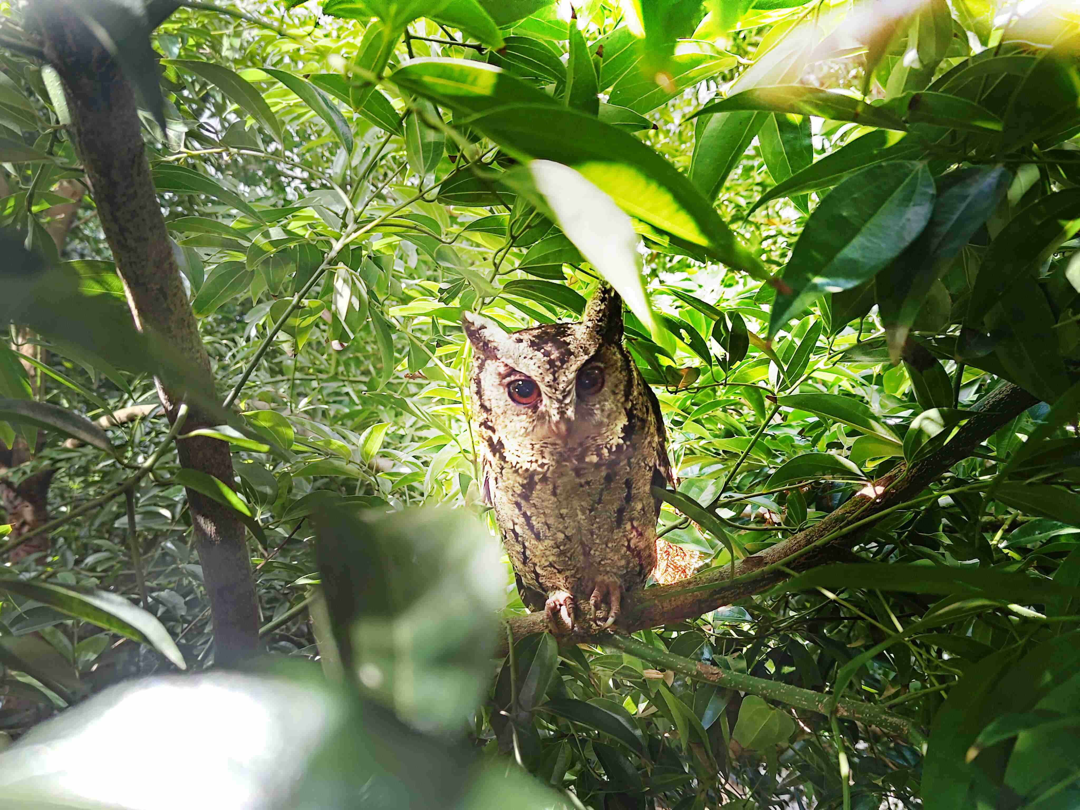 冰球突破致力提倡净零绿生活，，16年以来在全球各厂区植树逾百万棵，，，造就各厂区树木蔚然成林，，，，犹如森林工厂，，，，成为许多生物的栖息地